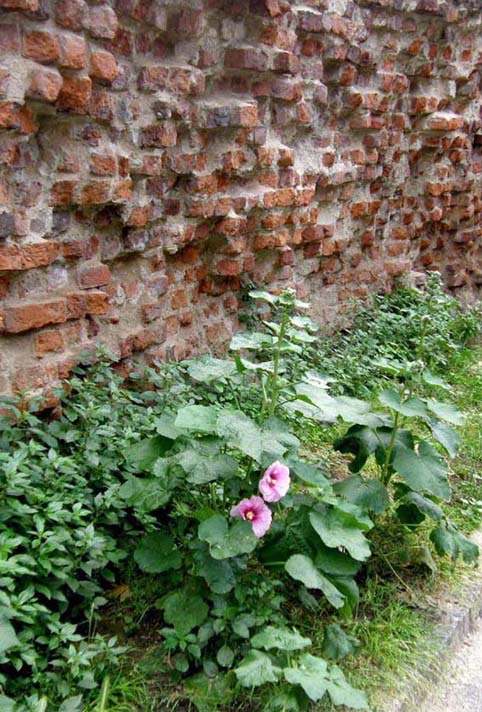 Althea officinalis (Malvaceae)
